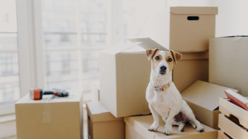 Avza Move packing and moving services icon or illustration 3